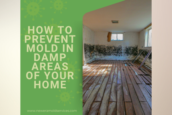 How to Prevent Mold in Damp Areas of Your Home